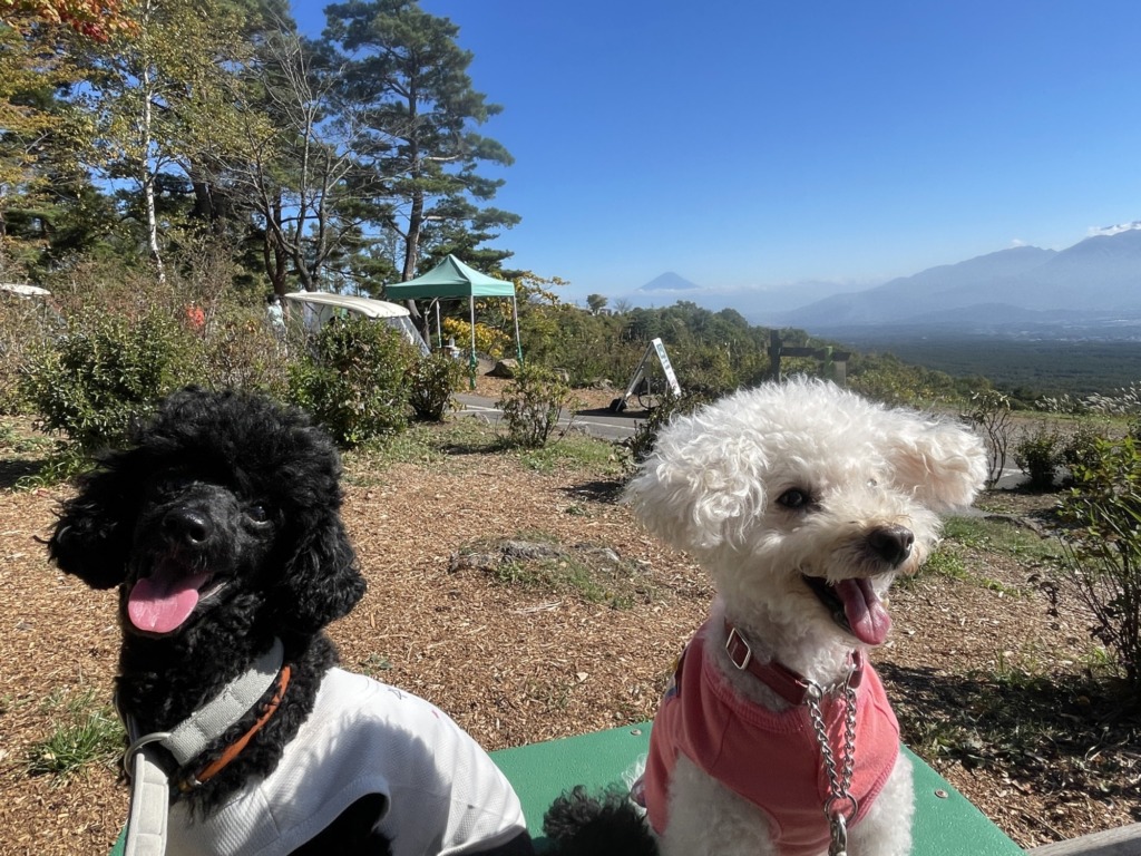 八ヶ岳　天空カート　犬連れ観光